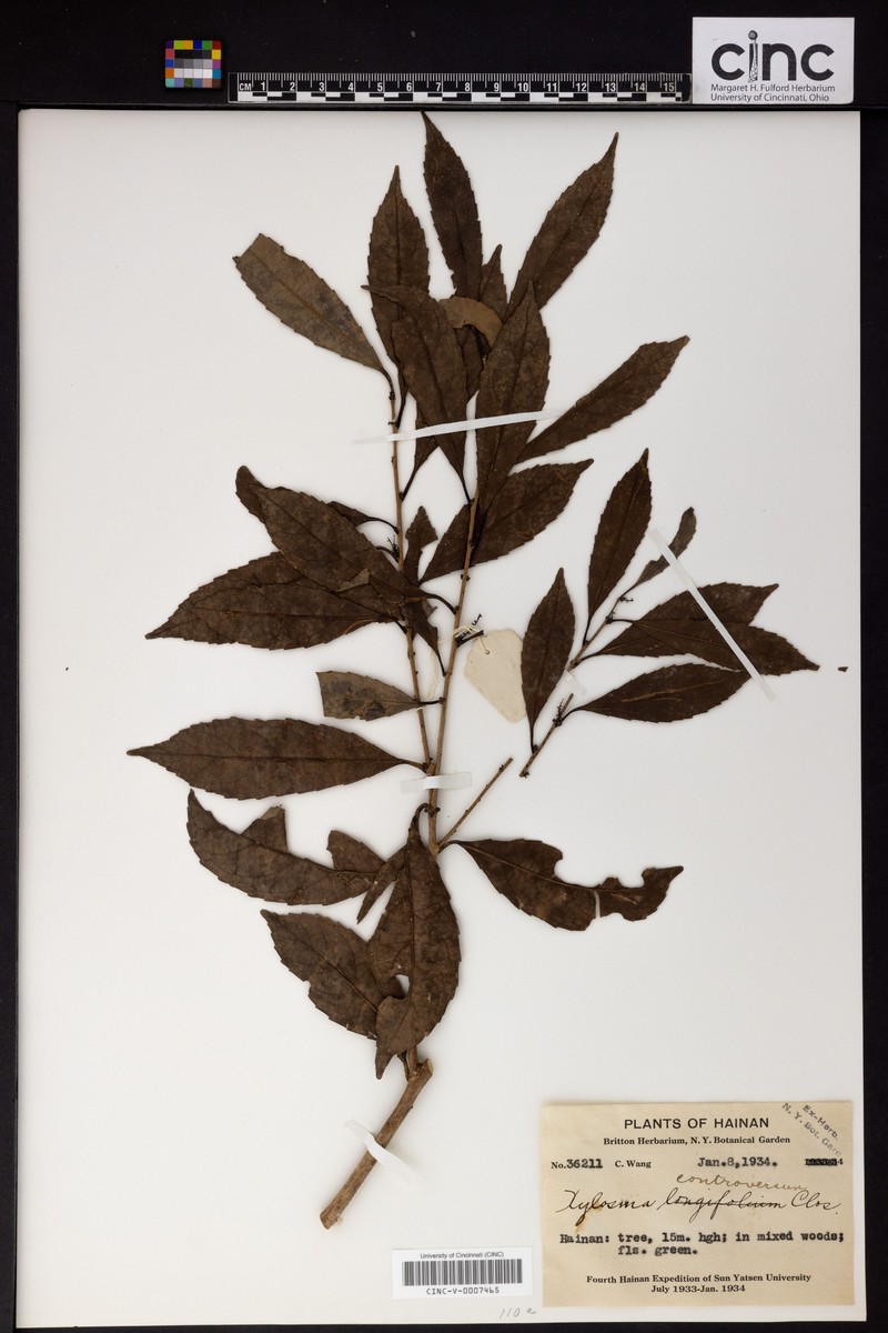Xylosma controversa photo 5