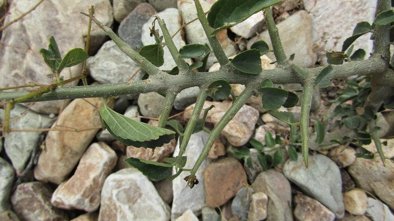 Xylosma cordata
