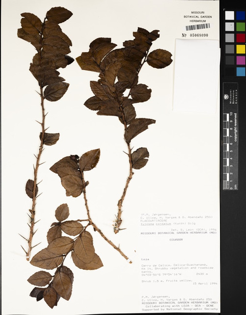 Xylosma cordata photo 2