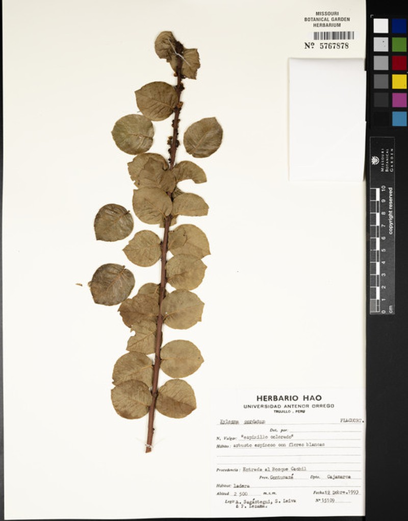 Xylosma cordata photo 3