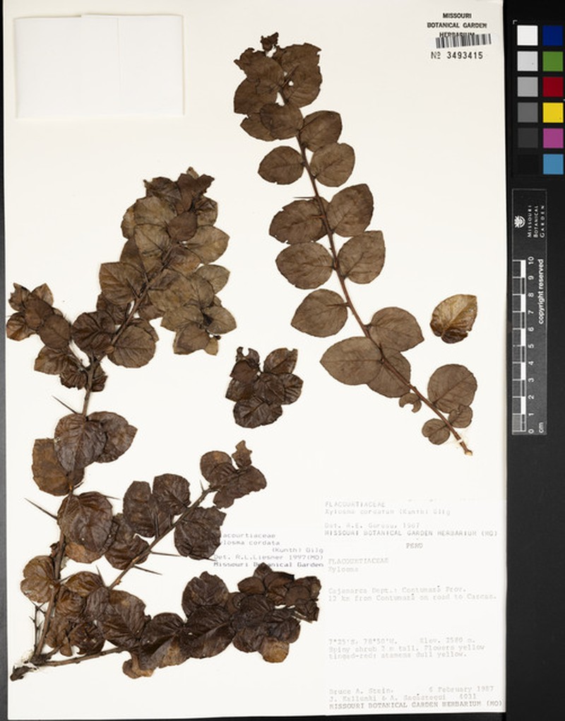 Xylosma cordata photo 4