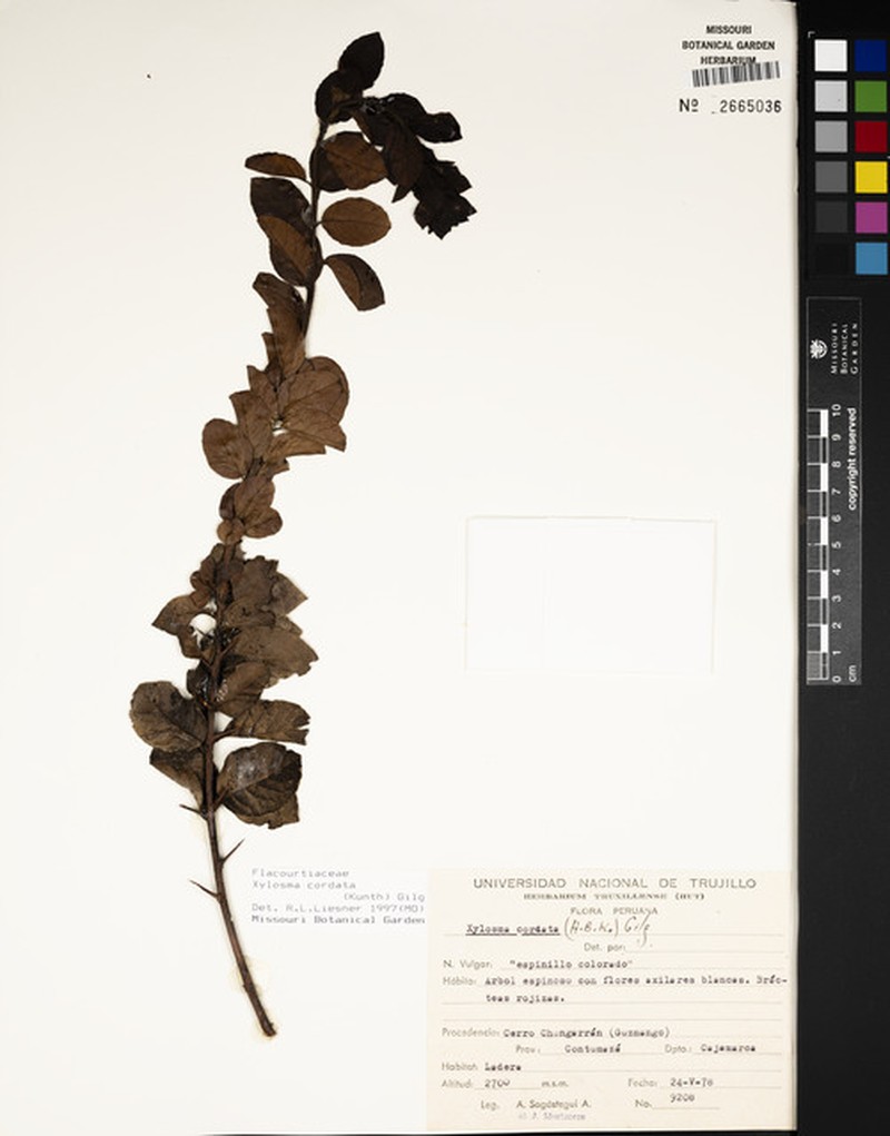 Xylosma cordata photo 5