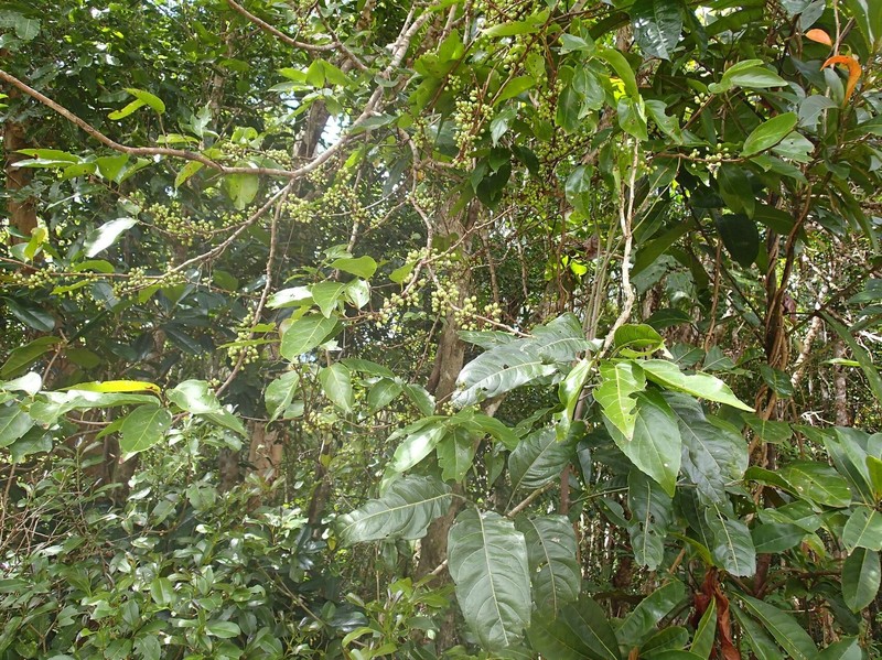 Xylosma cordifolia