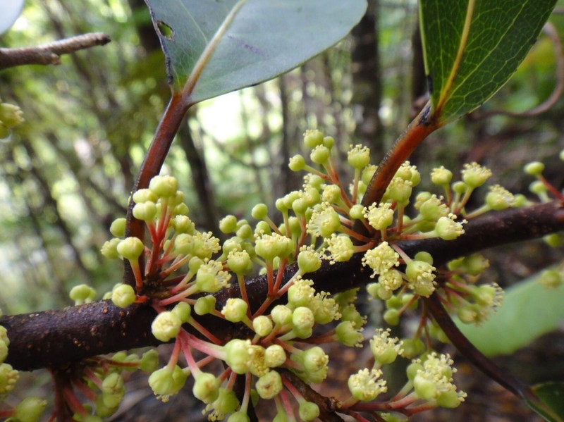 Xylosma cordifolia photo 2
