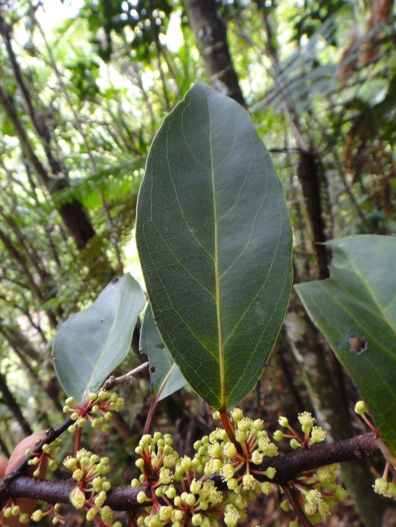 Xylosma cordifolia photo 3
