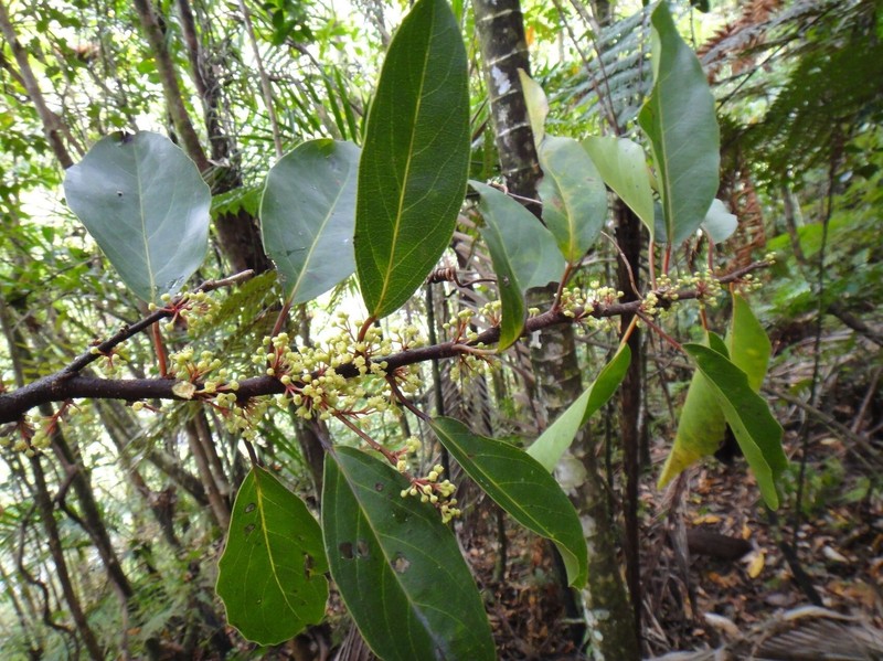 Xylosma cordifolia photo 4