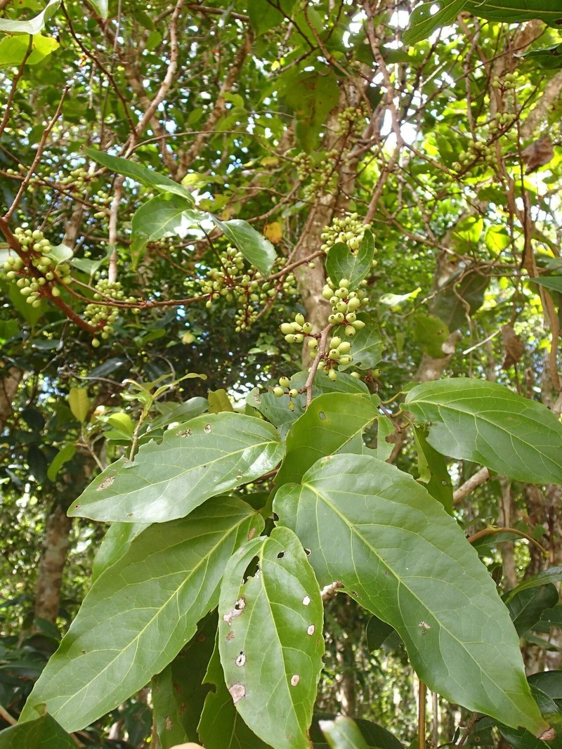 Xylosma cordifolia photo 5