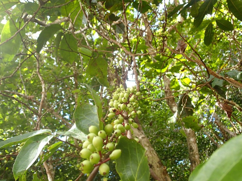 Xylosma cordifolia photo 6