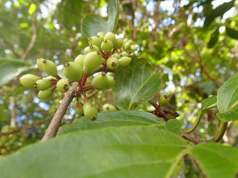 Xylosma cordifolia photo 7