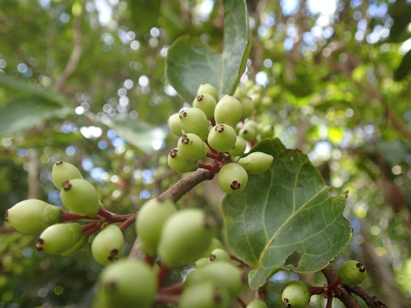 Xylosma cordifolia photo 8