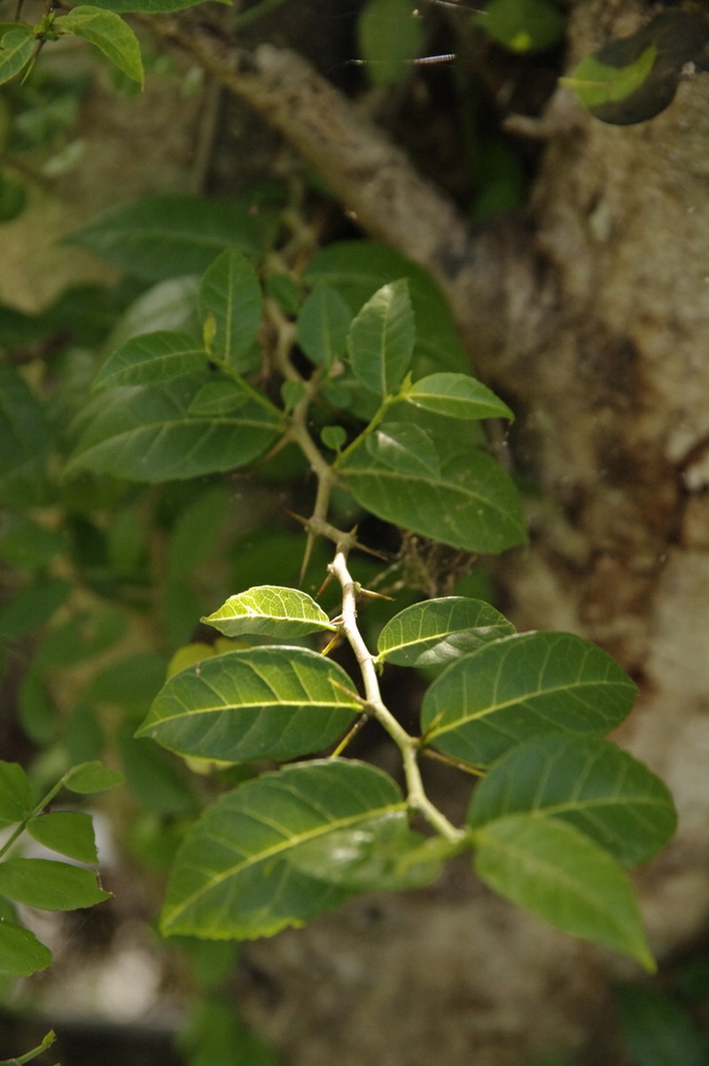 Xylosma coriacea photo 2