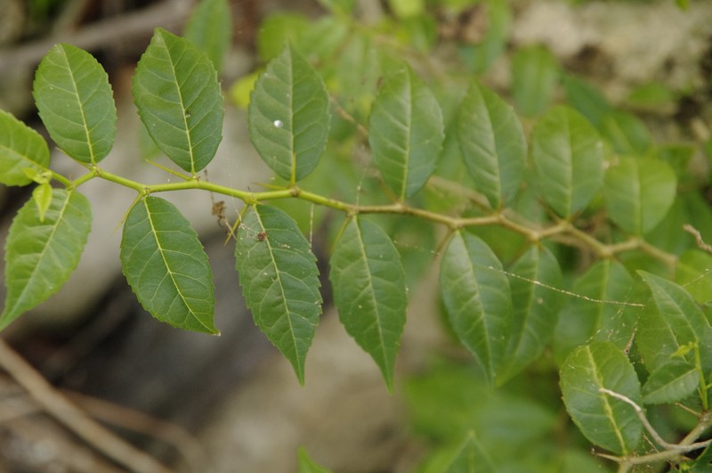 Xylosma coriacea