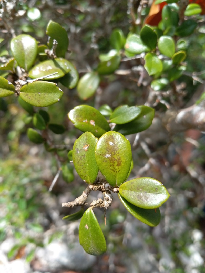 Xylosma domingensis photo 2