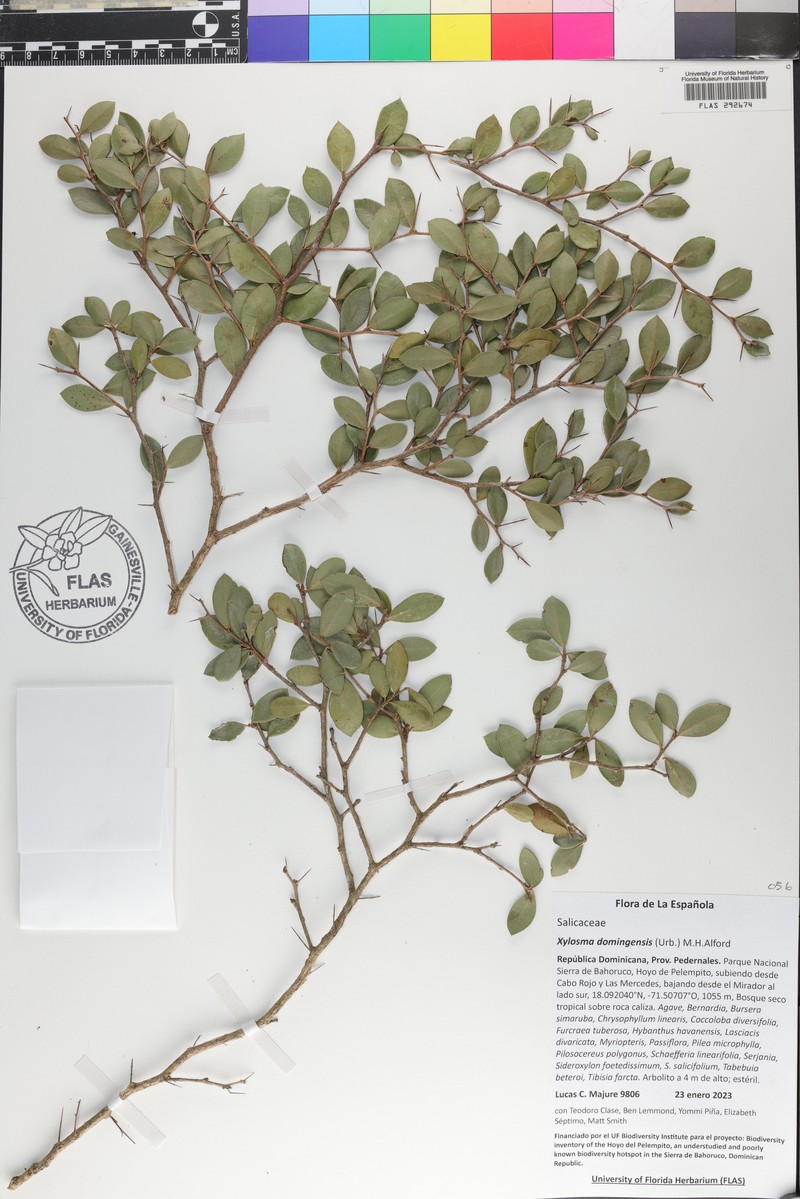 Xylosma domingensis photo 3