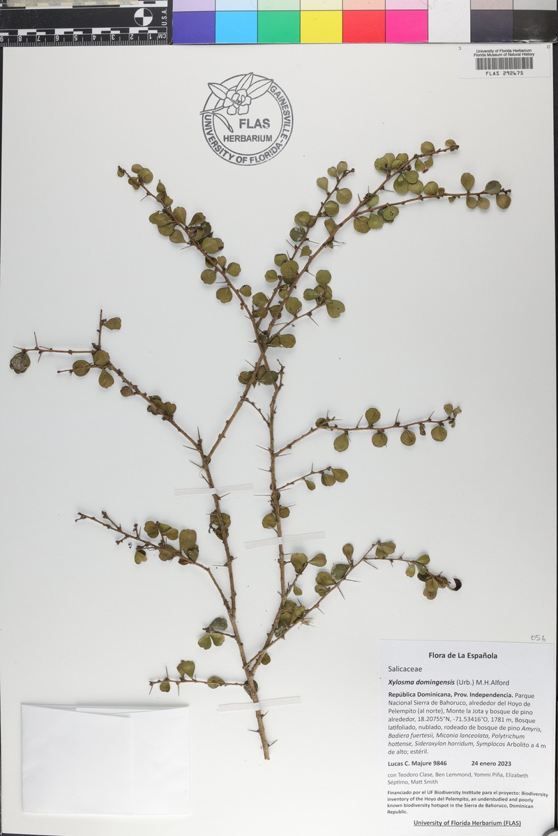 Xylosma domingensis photo 4