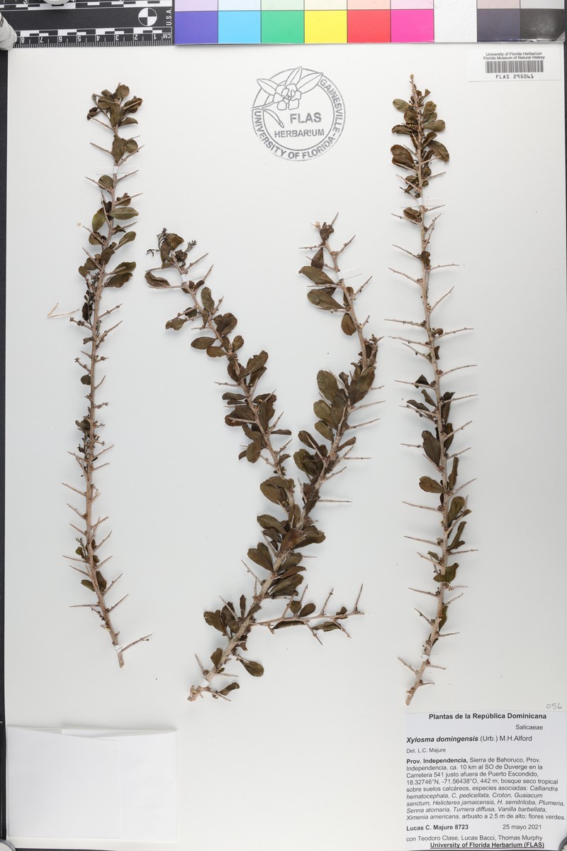 Xylosma domingensis photo 5