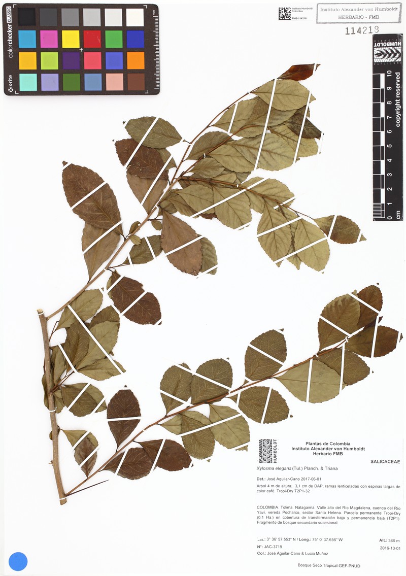 Xylosma elegans