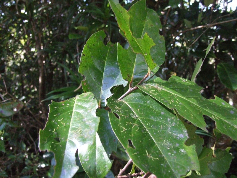 Xylosma fasciculata