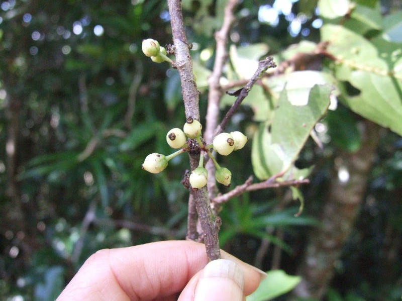 Xylosma fasciculata photo 2