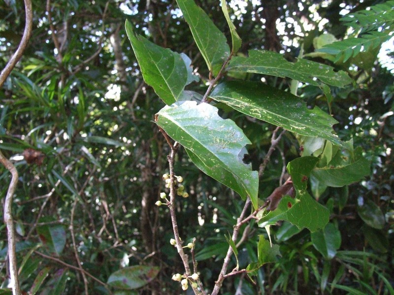 Xylosma fasciculata photo 3