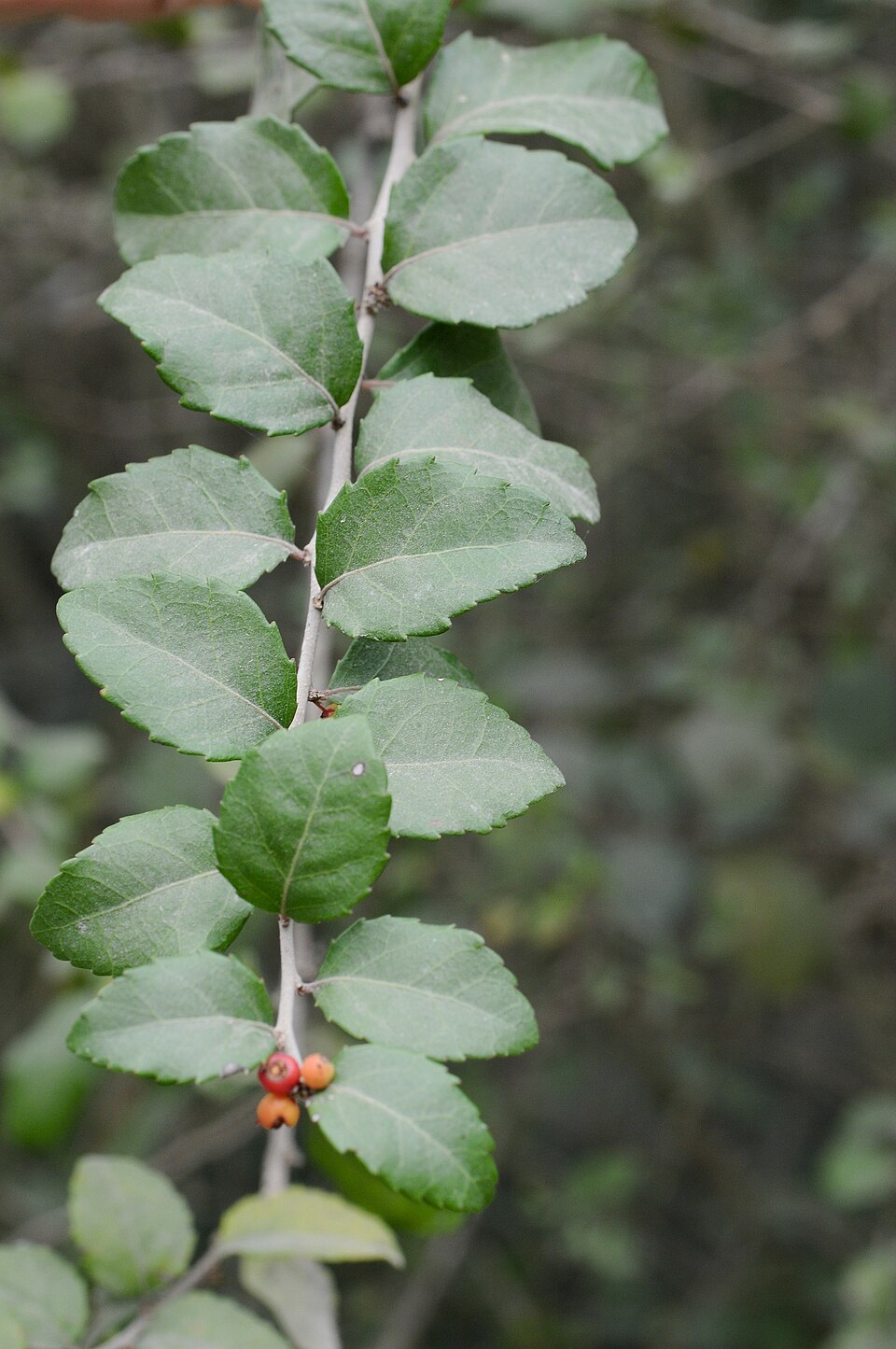 Brushholly photo 2