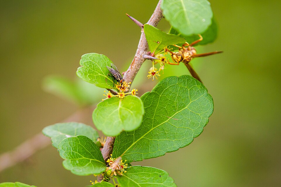 Brushholly photo 3