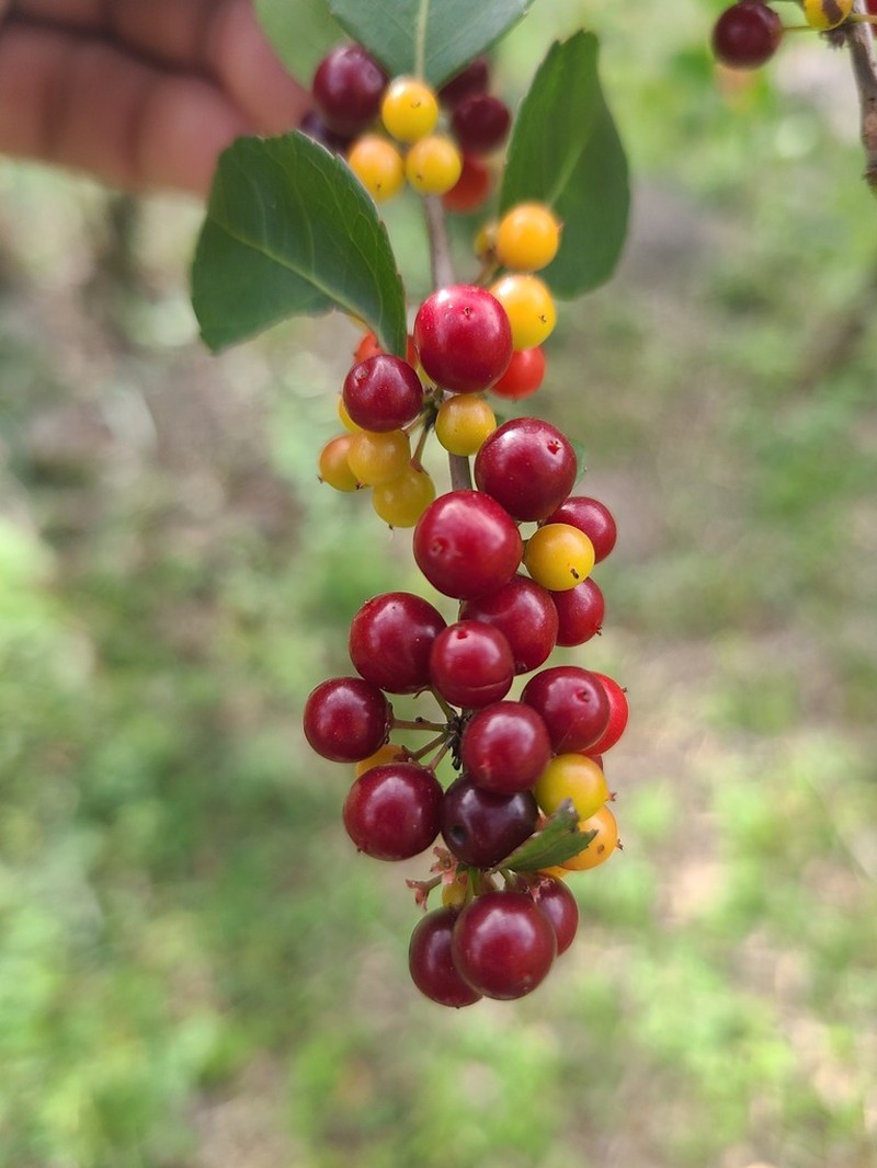 Brushholly photo 3
