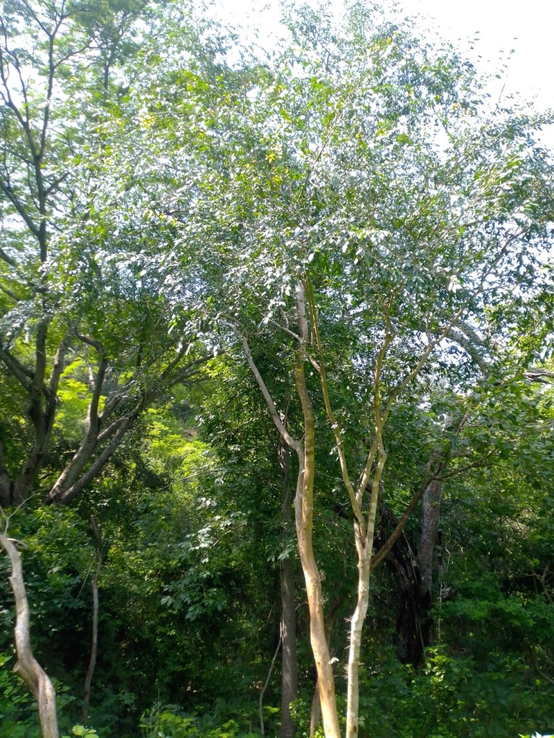 Brushholly photo 4