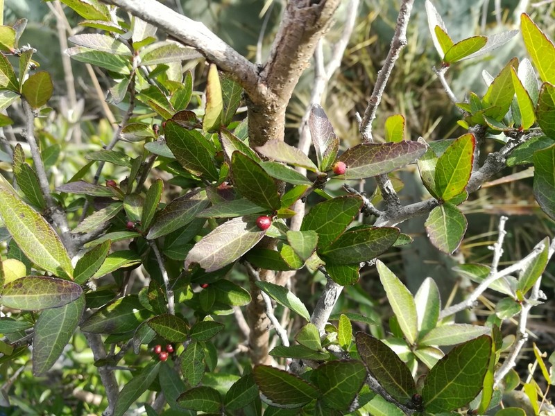 Brushholly photo 5
