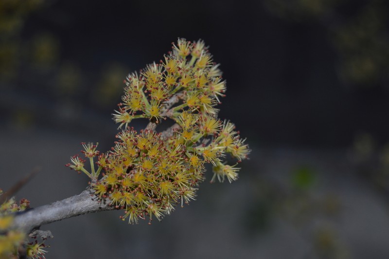 Brushholly photo 6