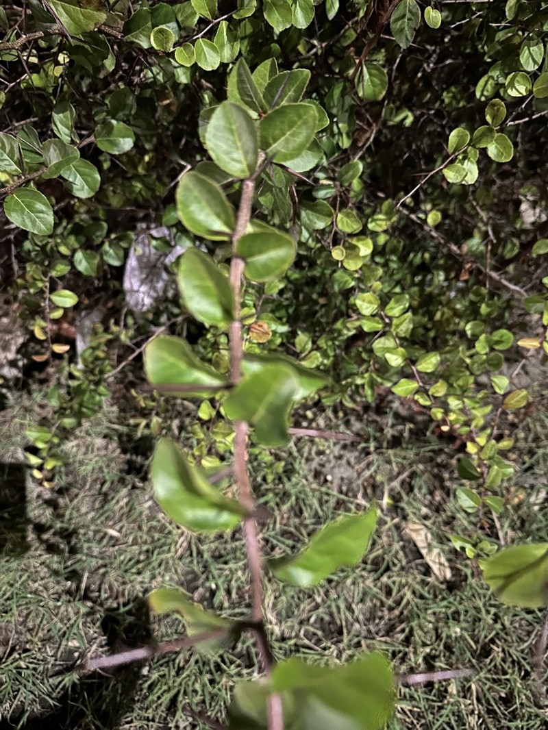 Brushholly photo 7