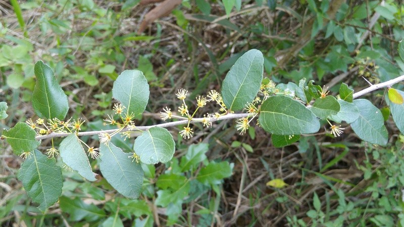 Brushholly photo 8