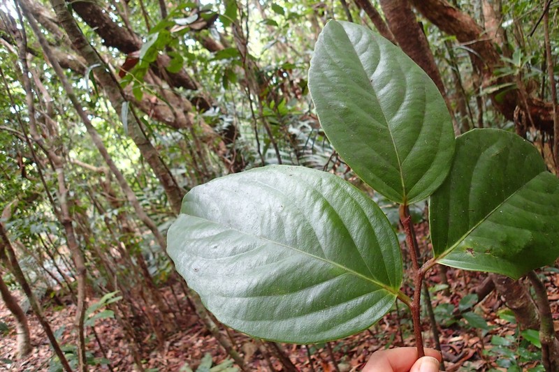 Xylosma gigantifolia