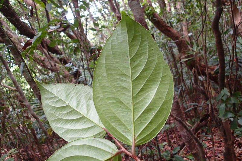 Xylosma gigantifolia photo 2