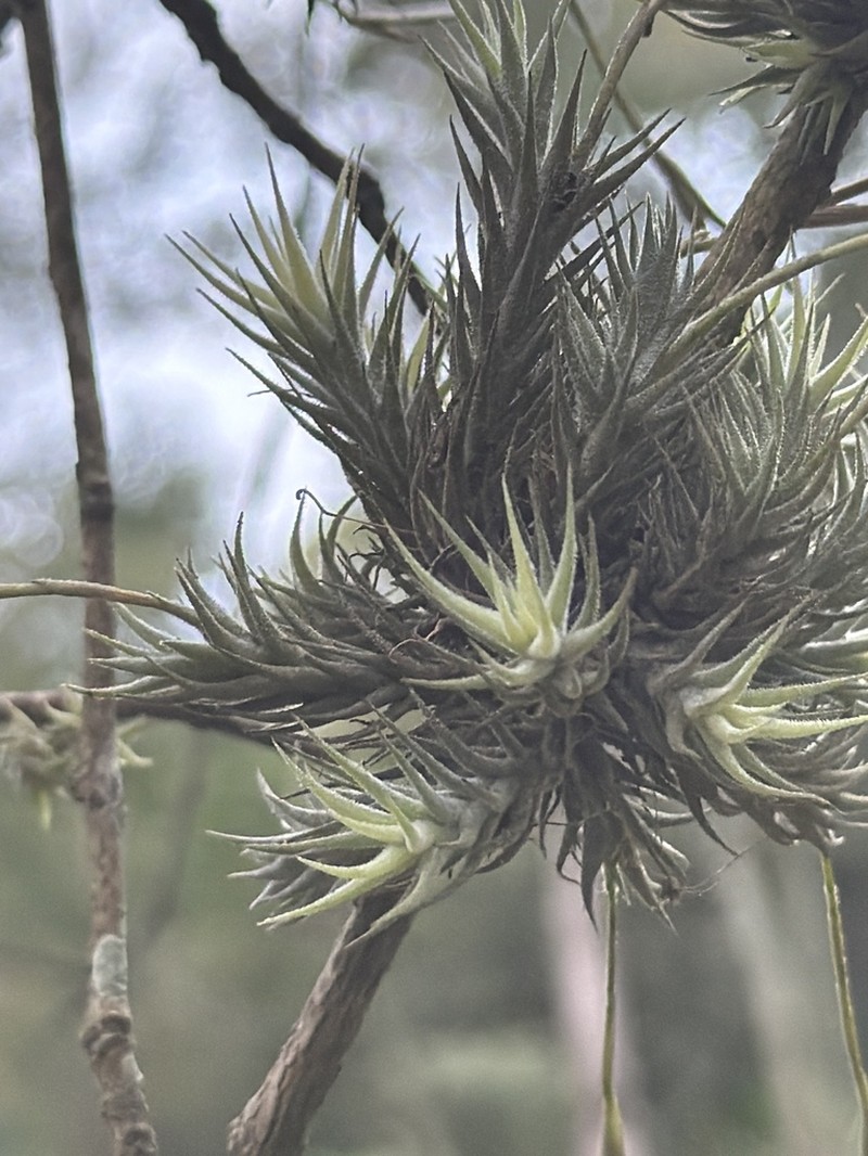 Xylosma glaberrima