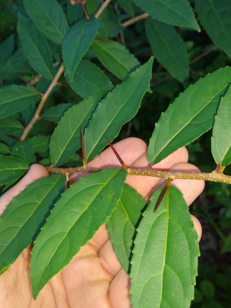 Xylosma glaberrima photo 2