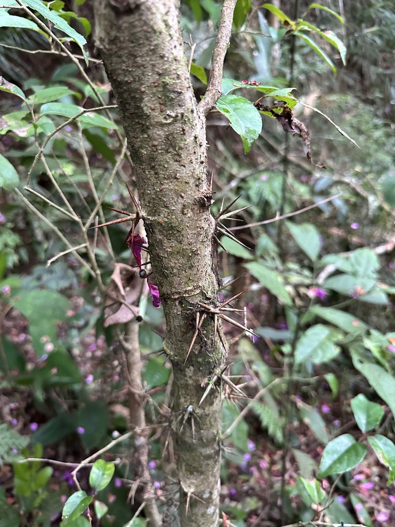 Xylosma glaberrima photo 3
