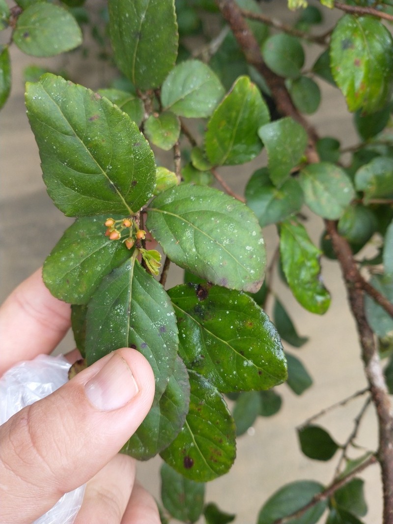 Xylosma glaberrima photo 4