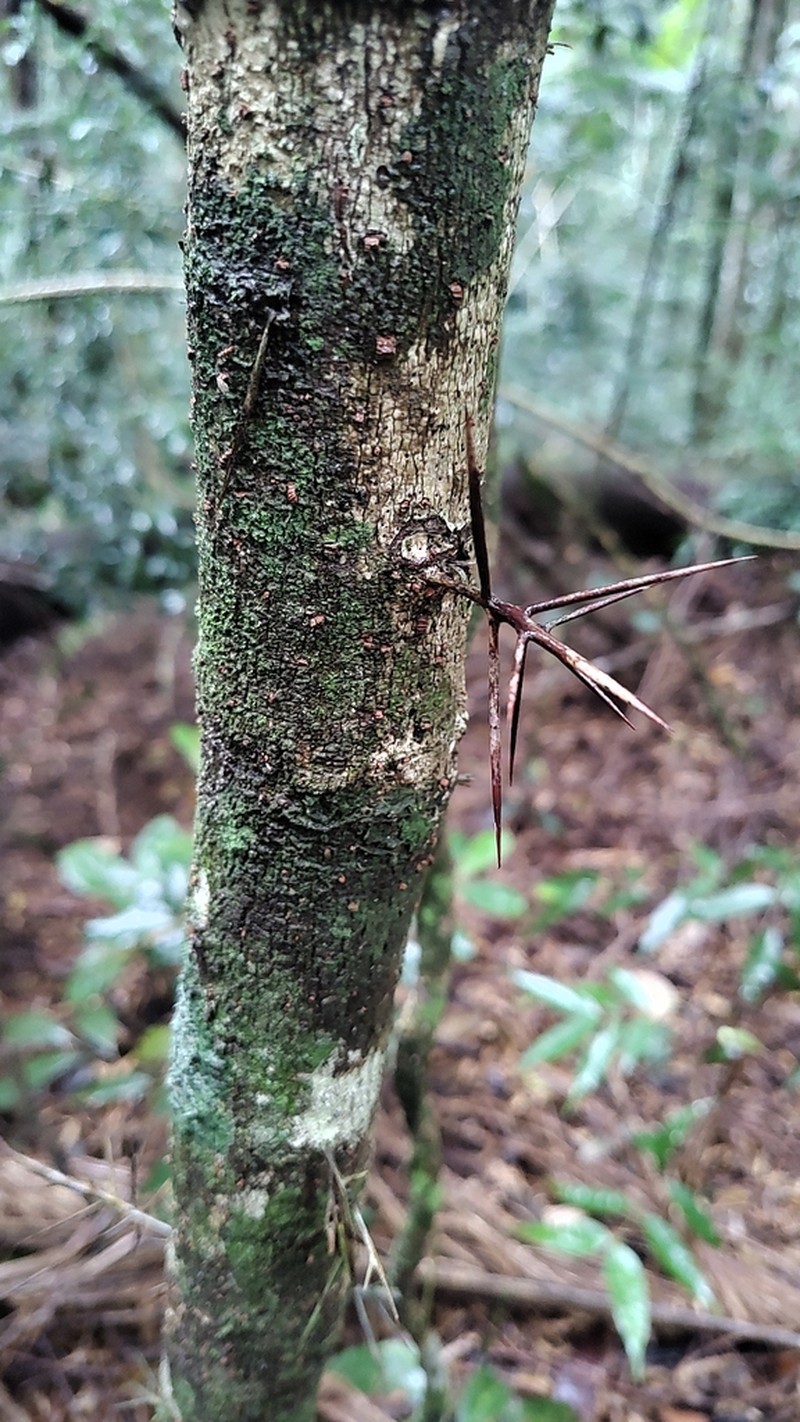 Xylosma glaberrima photo 5