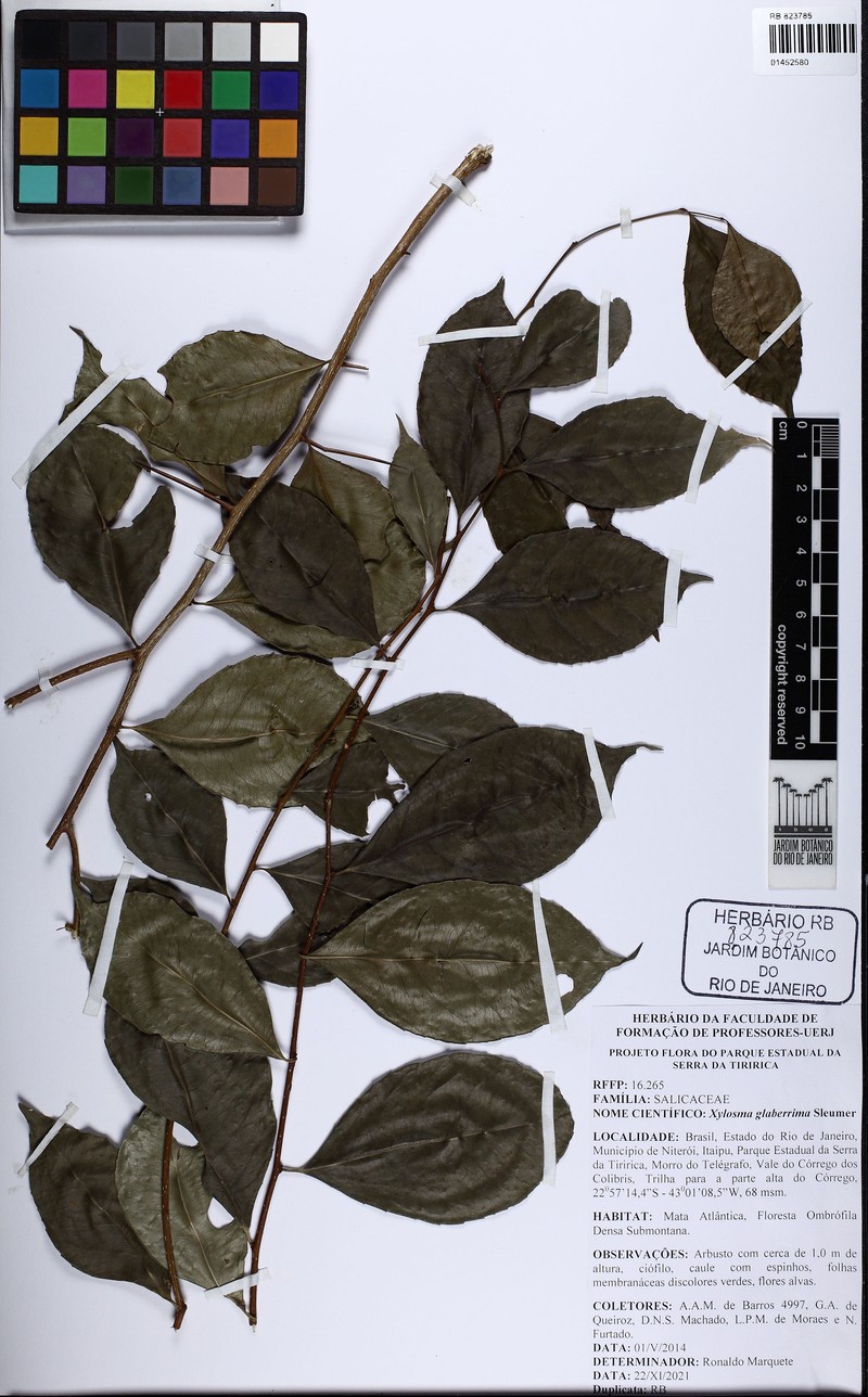 Xylosma glaberrima photo 6
