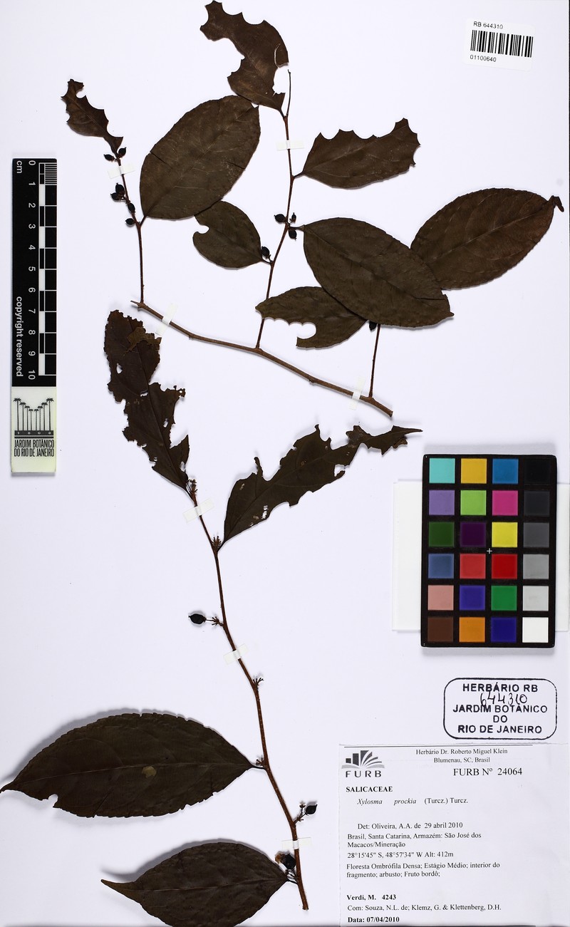 Xylosma glaberrima photo 7