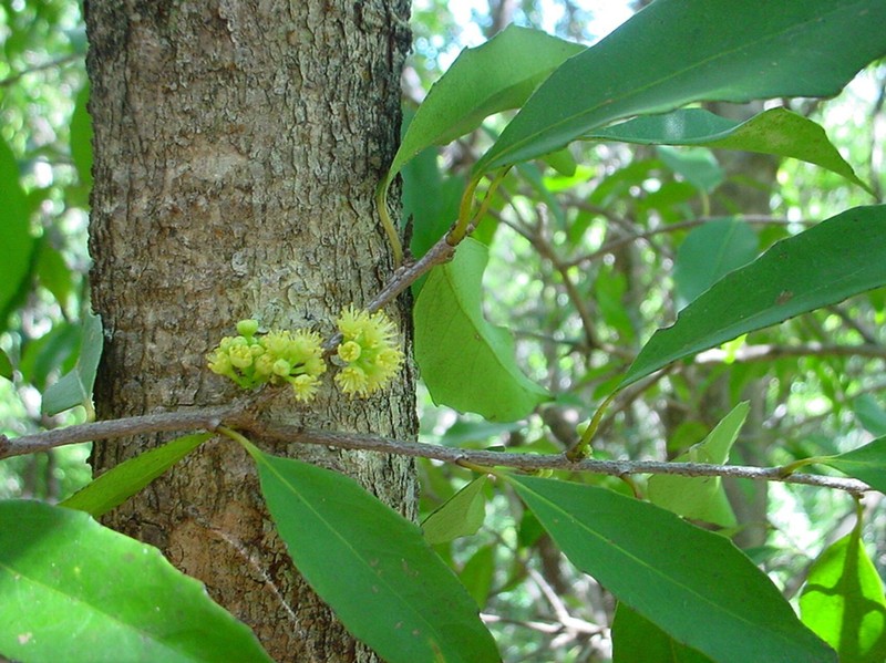 Xylosma grossecrenata