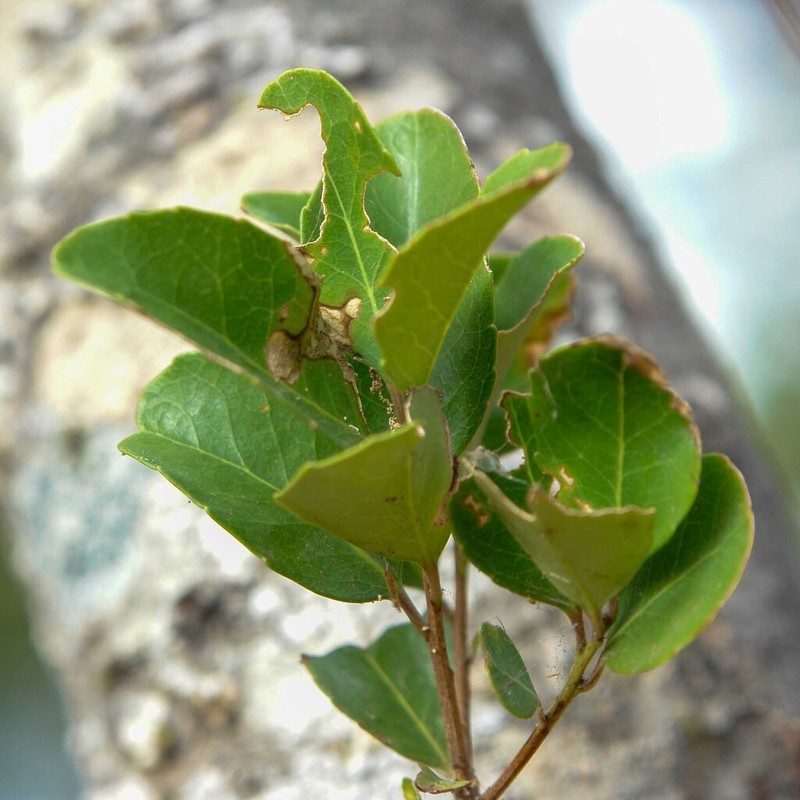 Xylosma grossecrenata photo 2