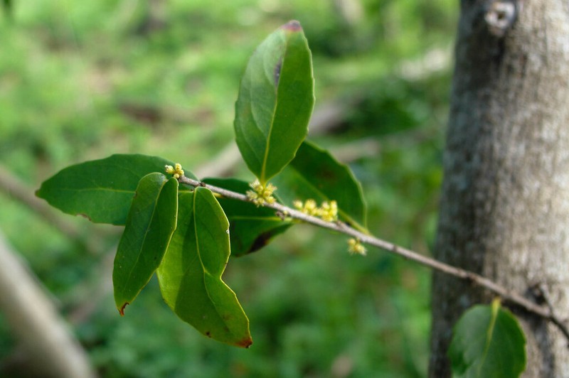 Xylosma grossecrenata photo 3
