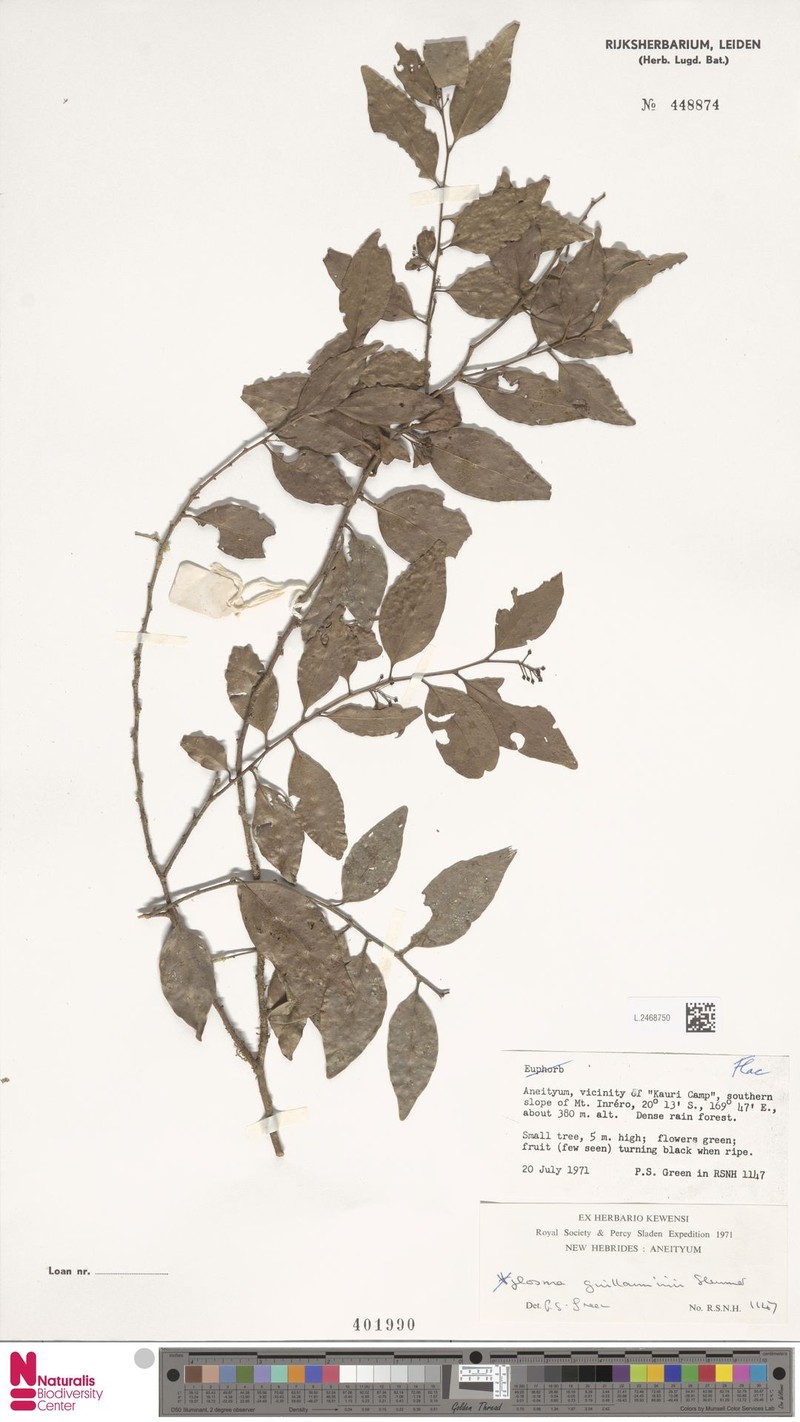 Xylosma guillauminii