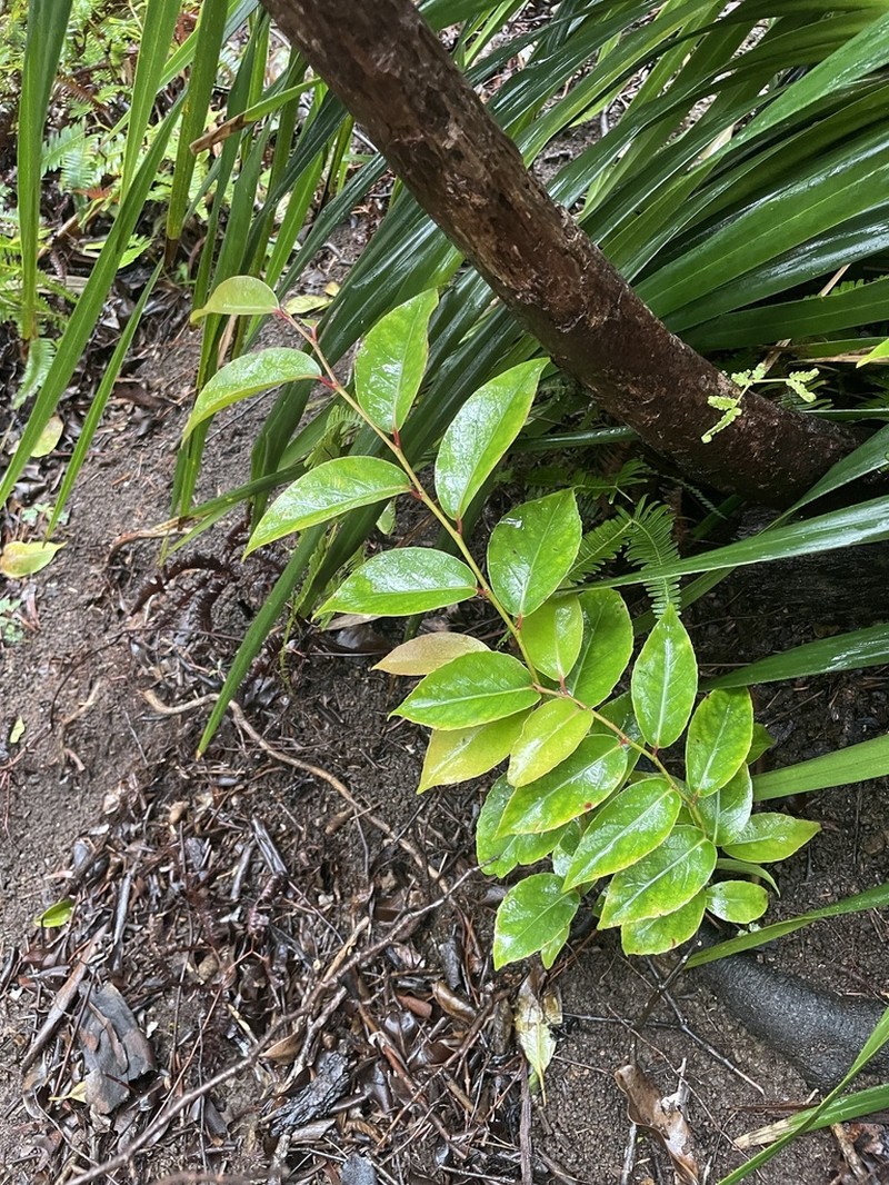 Xylosma hawaiensis photo 2