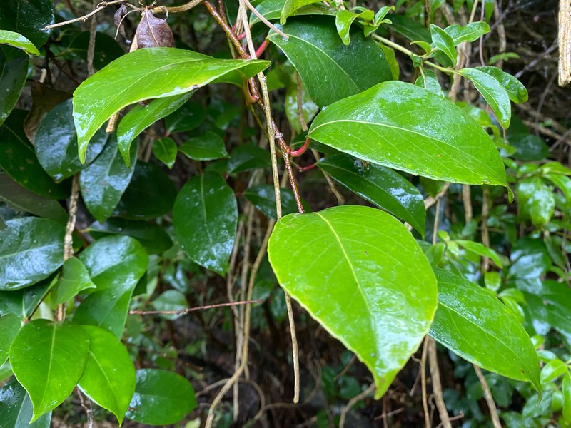 Xylosma hawaiensis photo 3