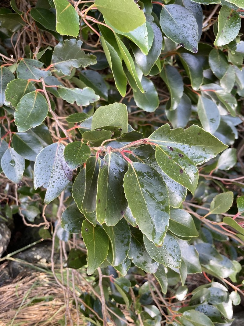 Xylosma hawaiensis photo 4