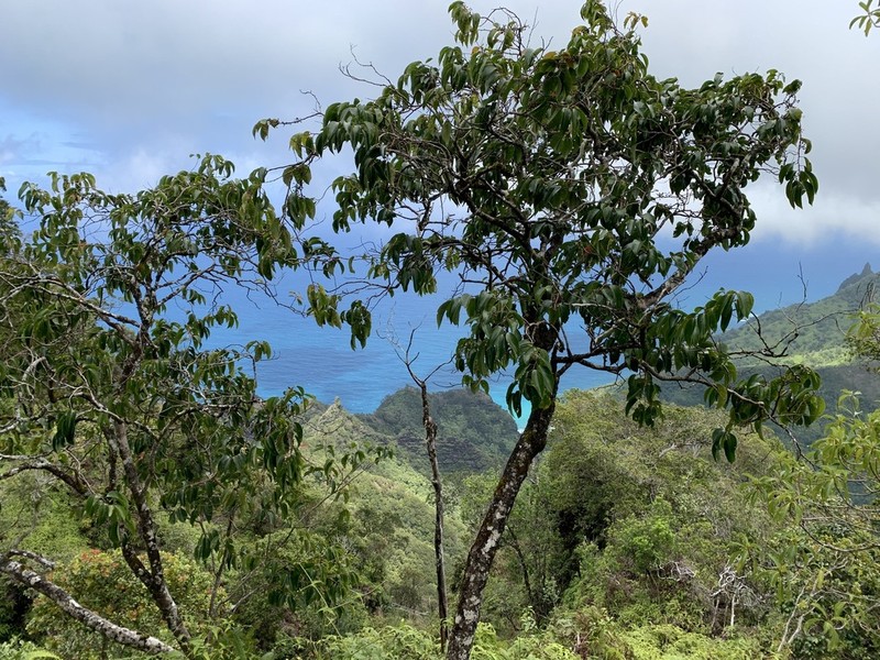 Xylosma hawaiensis photo 5