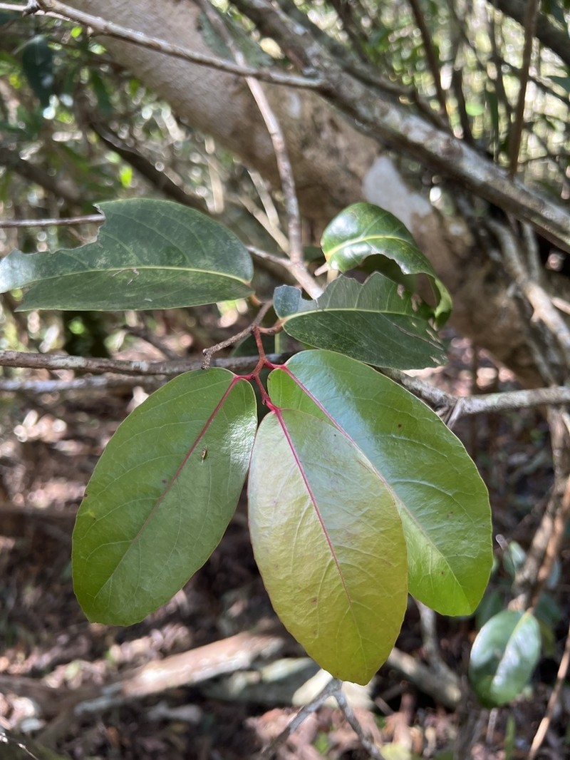 Xylosma hawaiensis photo 6